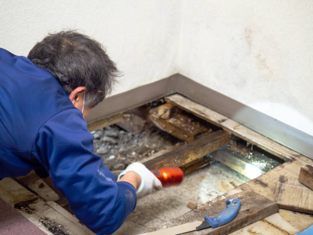 Best Residential Mold Remediation in Baxley, GA