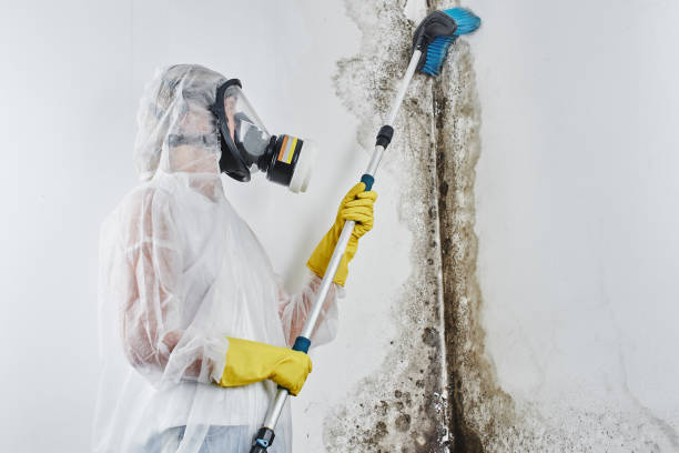Best Post-Flood Mold Remediation in Baxley, GA