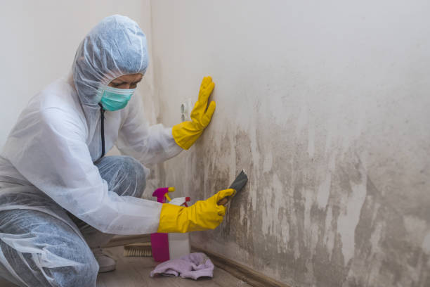 Best DIY Mold Remediation Support Services in Baxley, GA