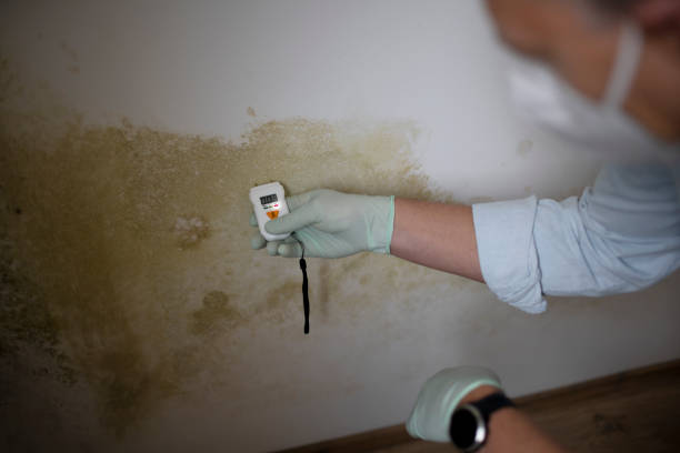 Professional Mold Remediation in Baxley, GA