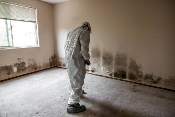 Best Commercial Mold Remediation in Baxley, GA