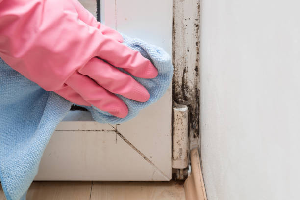 Best Mold Testing and Inspection Services in Baxley, GA