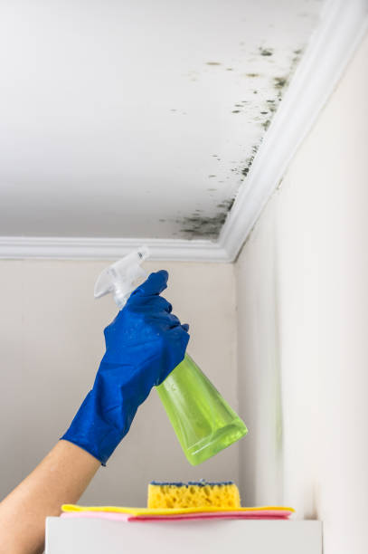 Best HVAC Mold Remediation in Baxley, GA