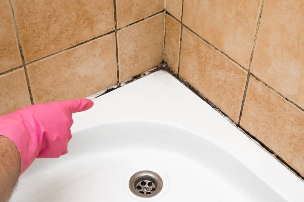 Best Localized Mold Remediation (e.g., coastal areas, humid climates) in Baxley, GA